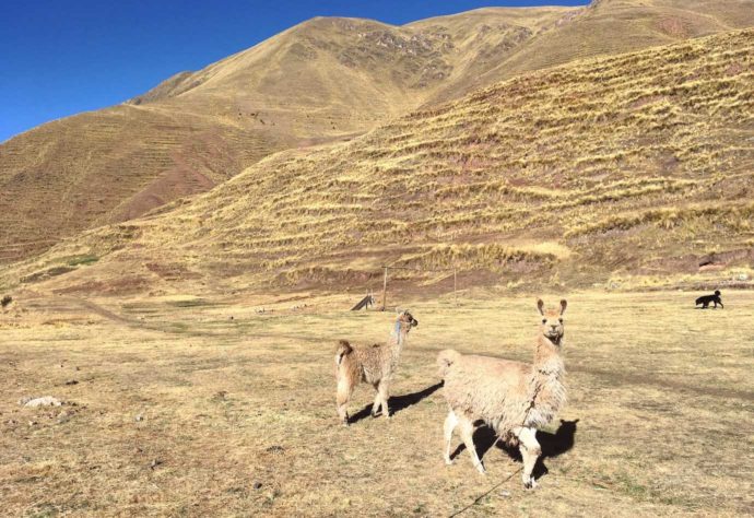 Rainbow Mountain hike. Llamas