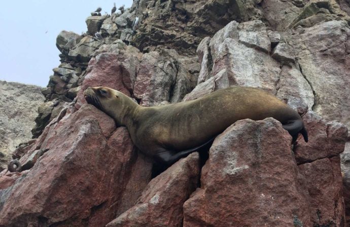 First week in Peru, boat trip to Islas Ballestas in Paracas. Sea lion on rock