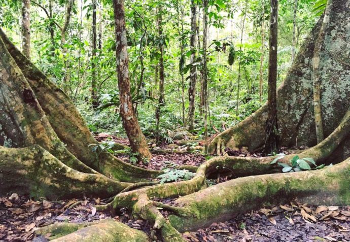 4 days Amazon jungle and pampas tour. Tree roots in the Amazon.