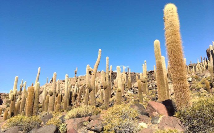 3 day salt flats tour. Incahuasi island cacti
