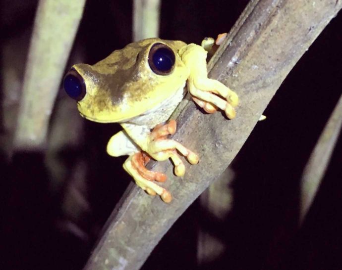 4 days Amazon jungle and pampas tour. Night walk in the jungle. Frog