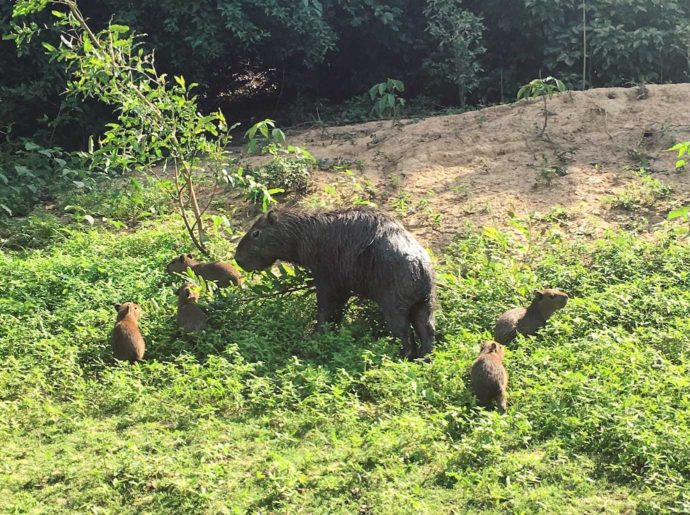 4 days Amazon jungle and pampas tour. Capybaras in the pampas.
