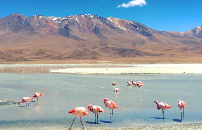 3 day salt flat tour. Day 2 lagoons and flamingos