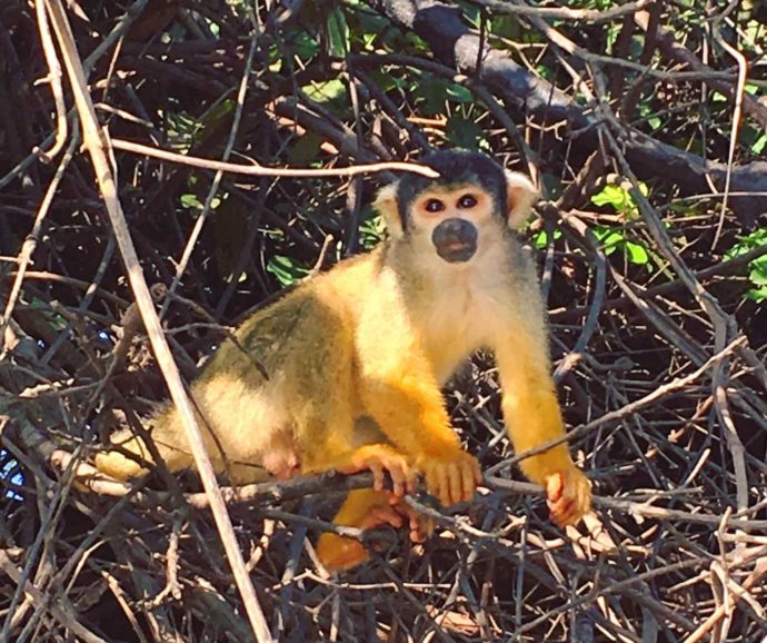 4 days Amazon jungle and pampas tour. Yellow squirrel monkey in the pampas