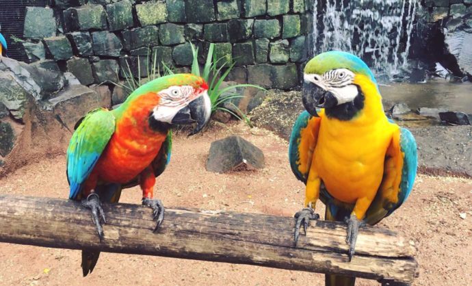 The Iguazu Falls - Visiting both sides. Brazilian side. Parque das Aves. Two parrots