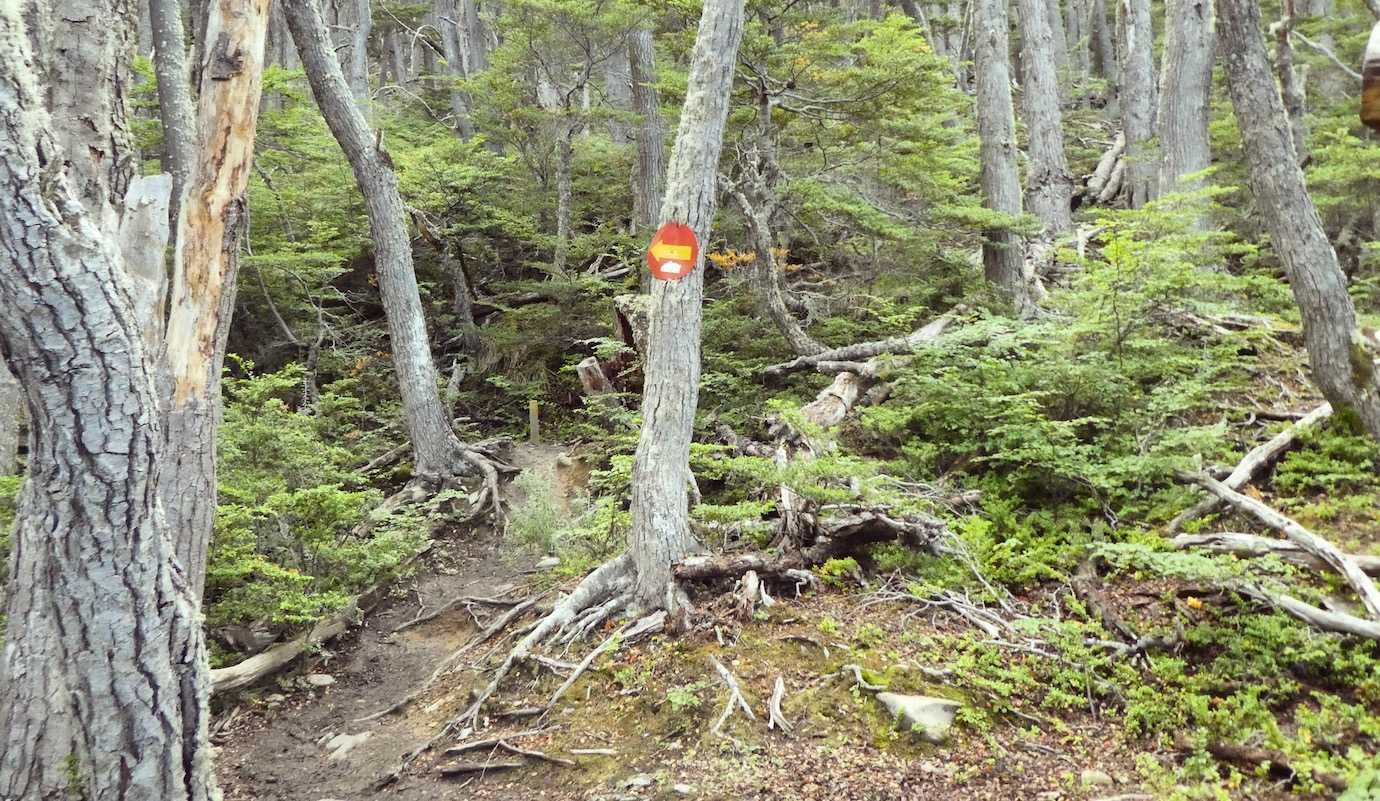 cerro guanaco trail through forest