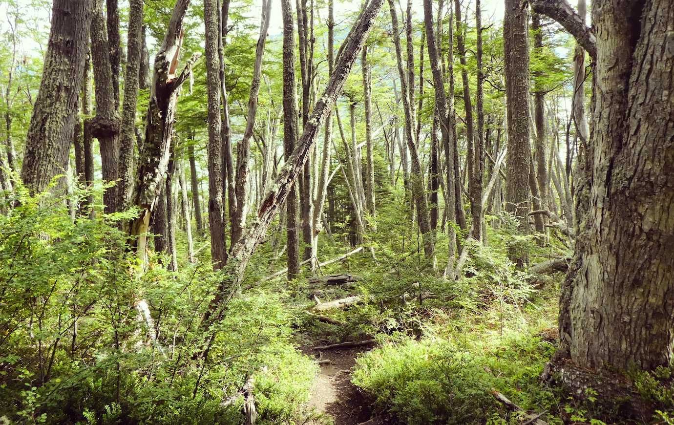 cerro guanaco forest