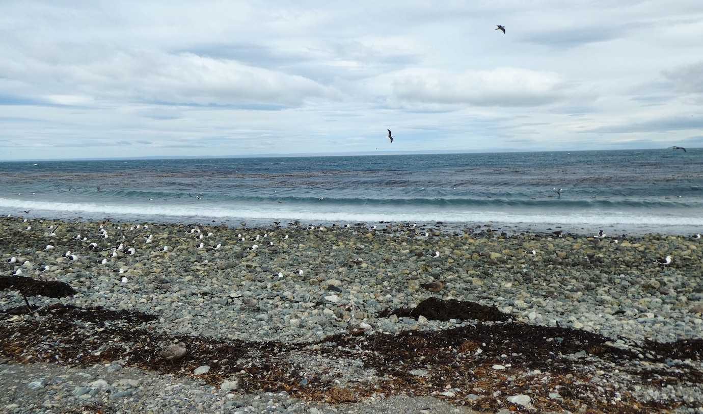 Isla Magdalena beach