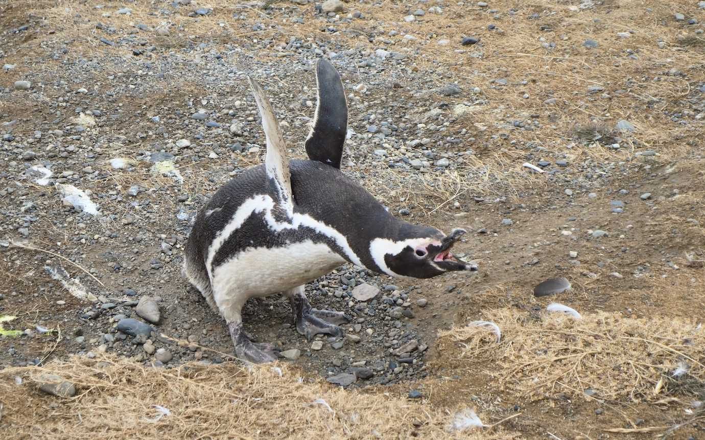 penguin flapping wings Isla Magdalena