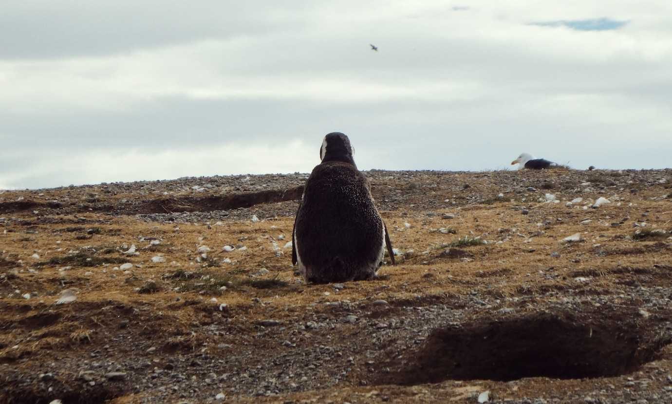 penguin Isla Magdalena