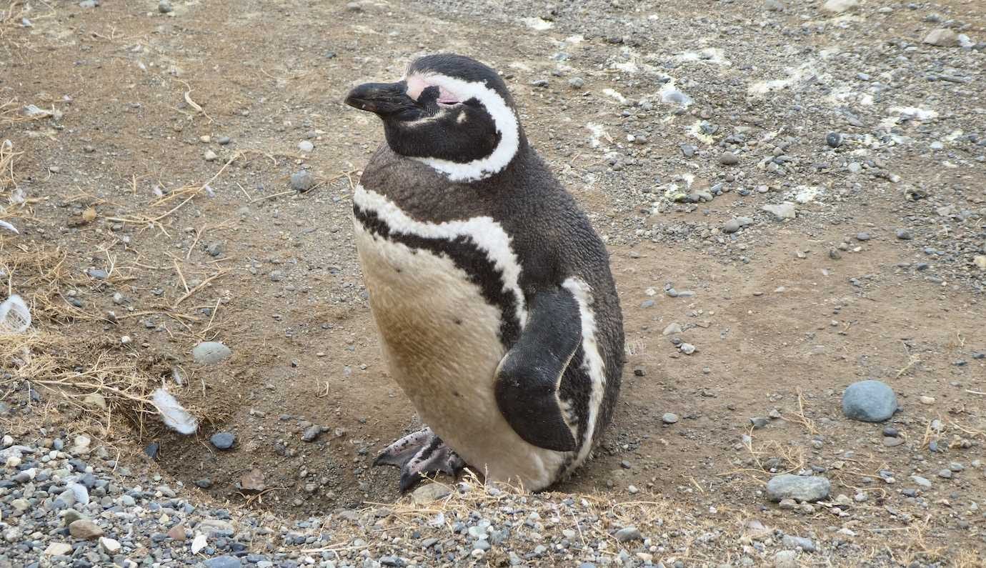 penguin Isla Magdalena