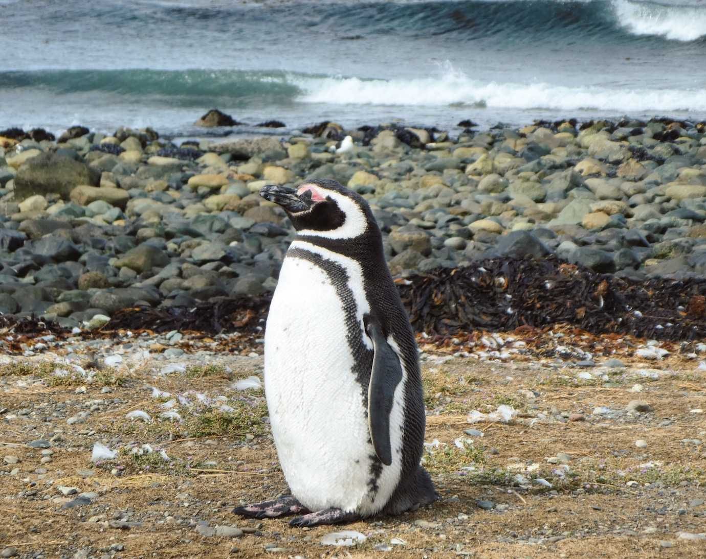 On this Day: Meeting Penguins in Person