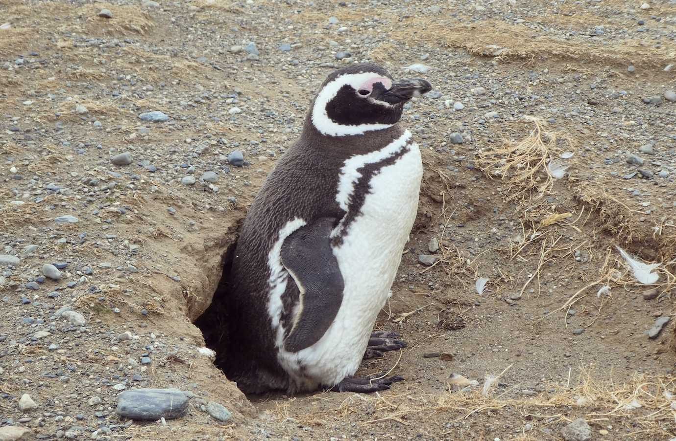 penguin Isla Magdalena