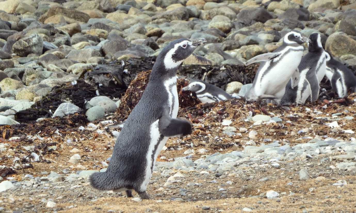 penguin Isla Magdalena