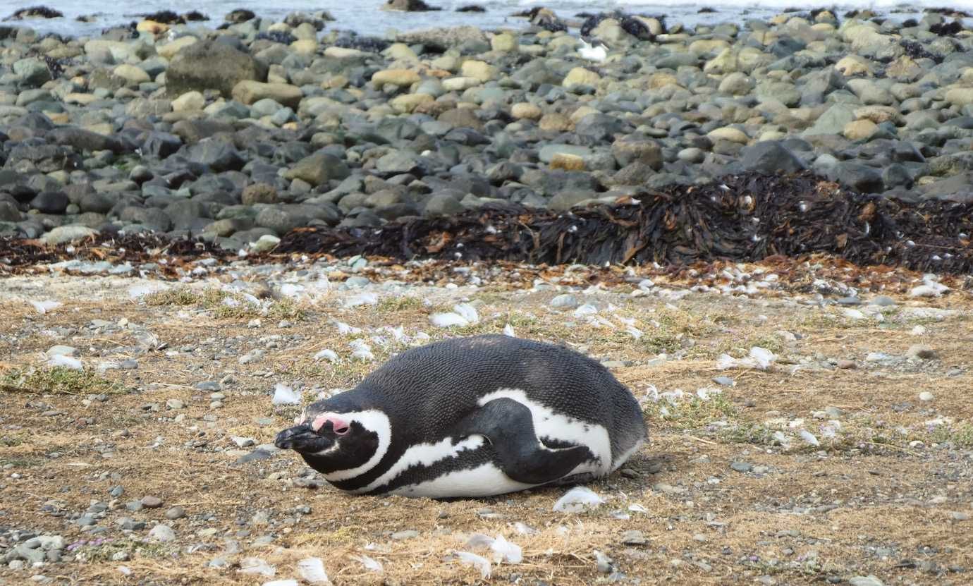 penguin lying down Isla Magdalena