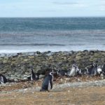 penguins isla magdalena