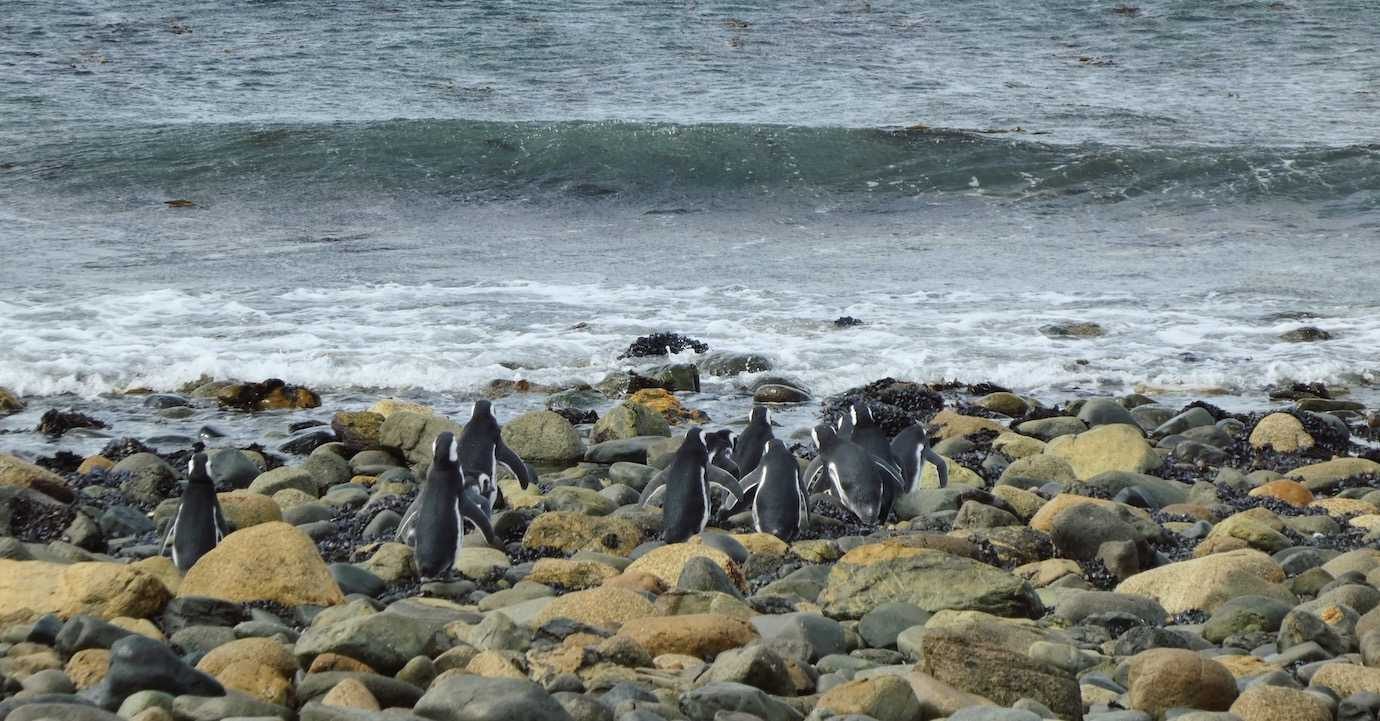 penguins going to sea Isla Magdalena