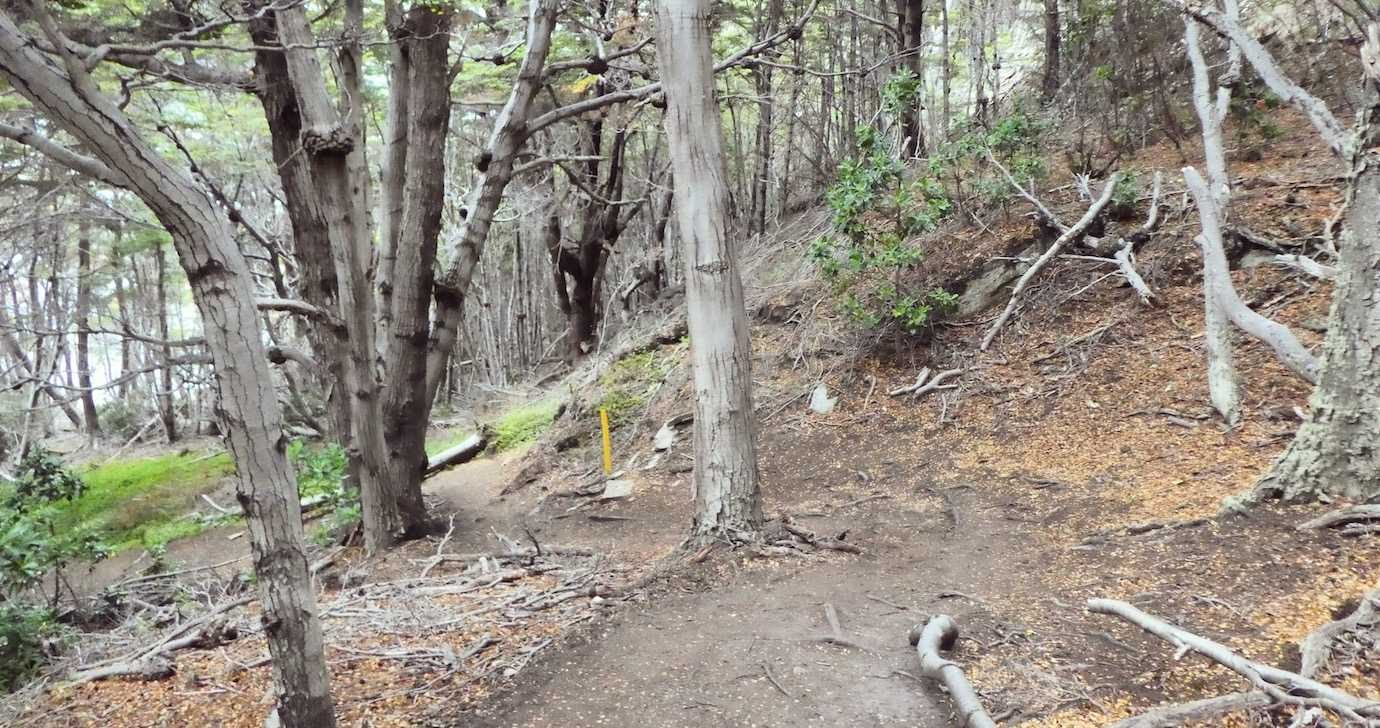 tierra del fuego senda costera forest walk