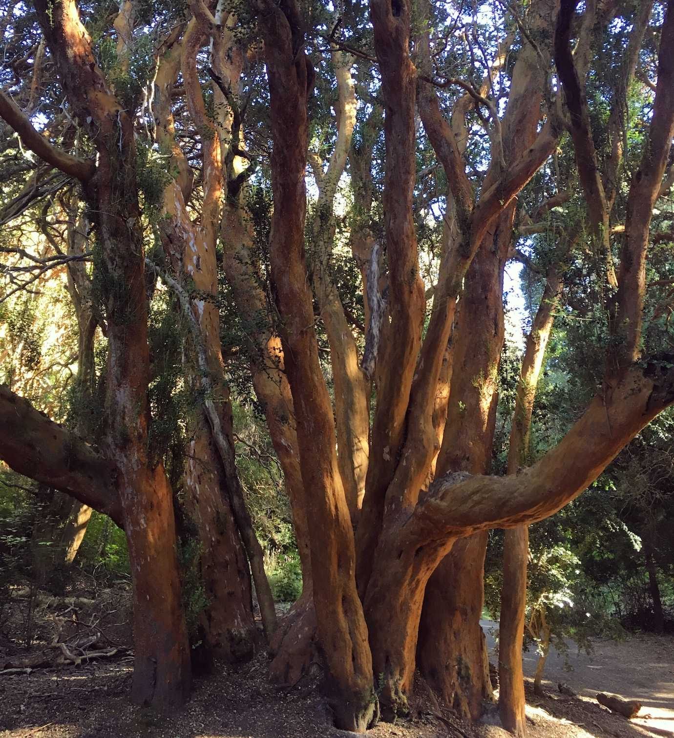 arrayanes trees in arrayanes national park villa la angostura