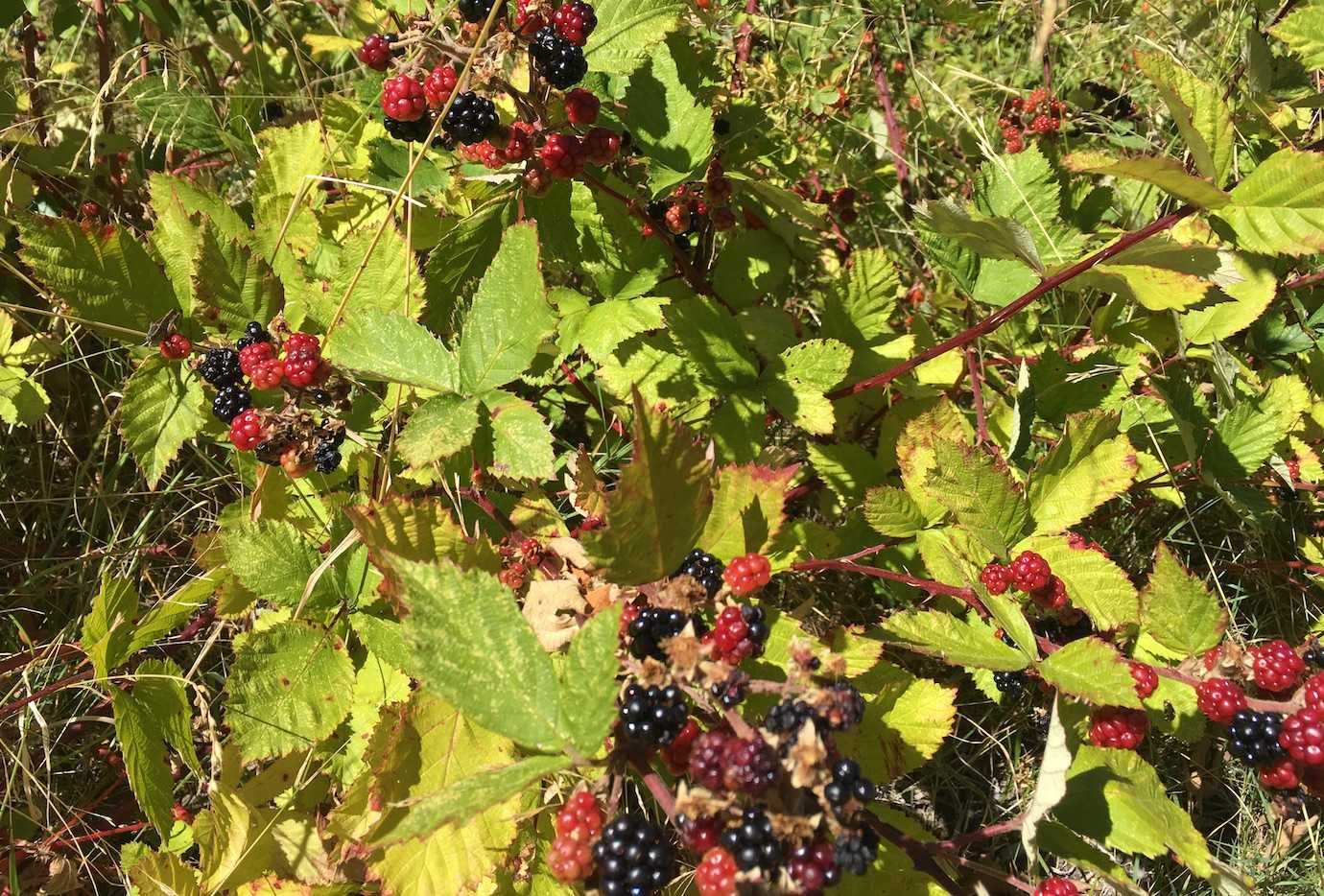 berries on lago Puelo walk el bolson