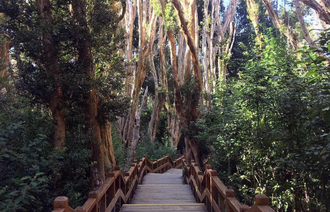 bosque de arrayanes boardwalk villa la angostura