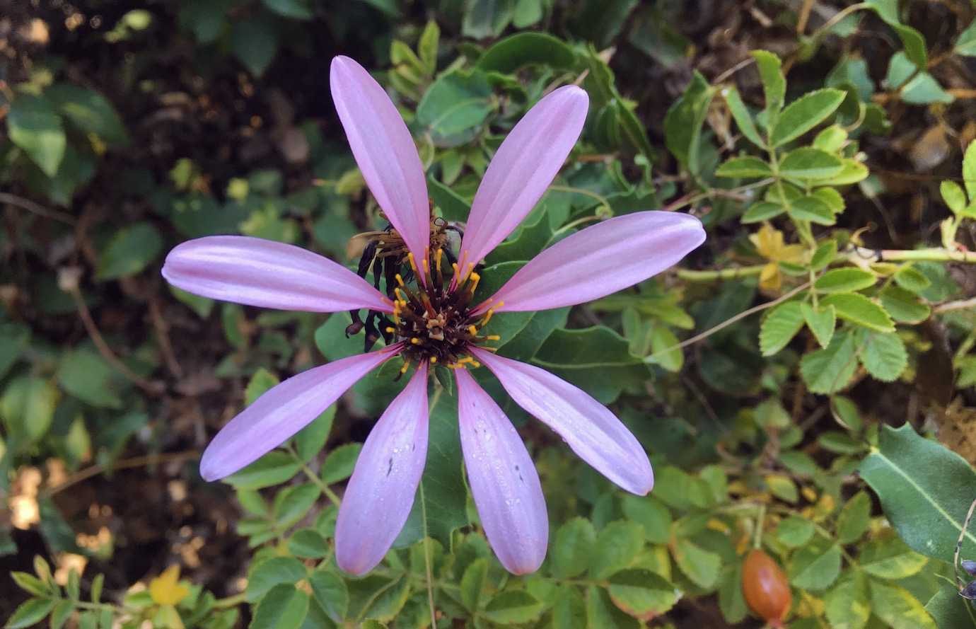 purple flower arrayanes park villa la angostura