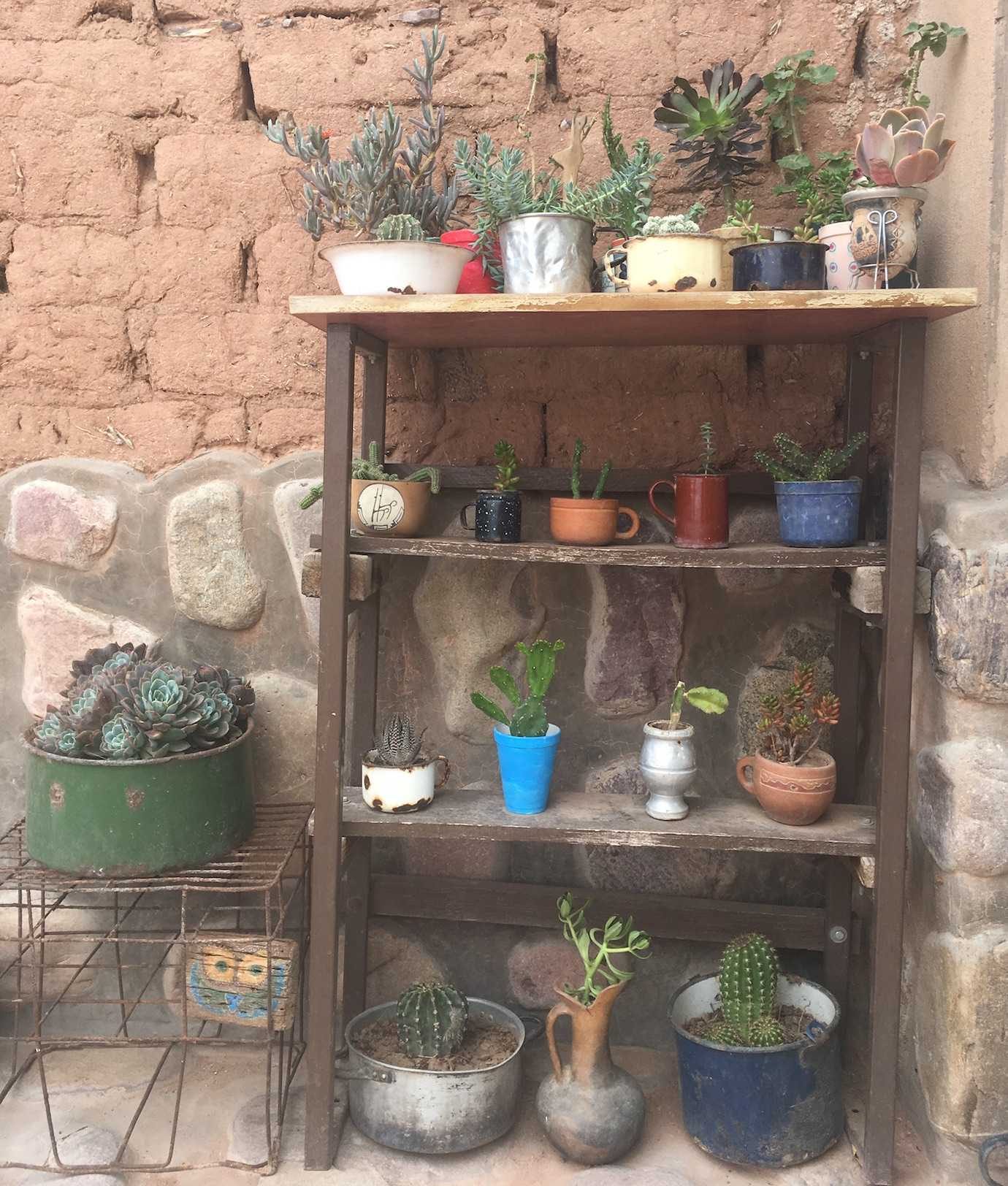 cacti juice shop uquia quebrada de las señoritas