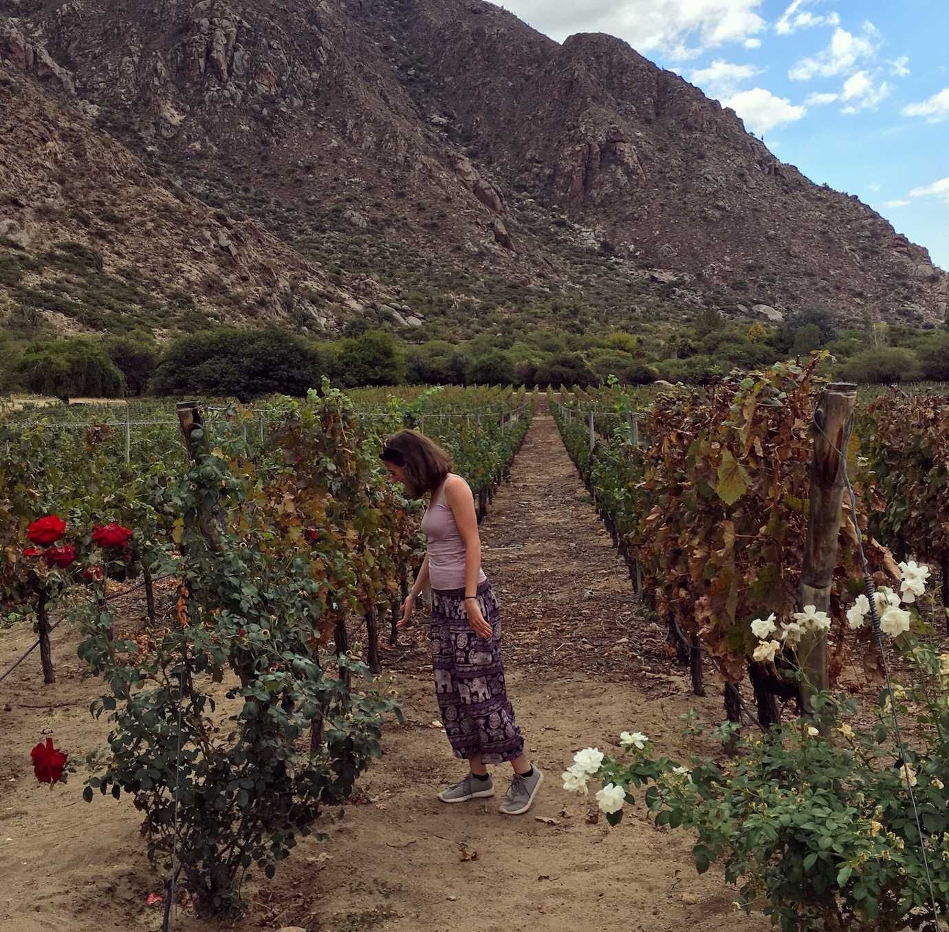 me vineyards finca las nubes cafayate