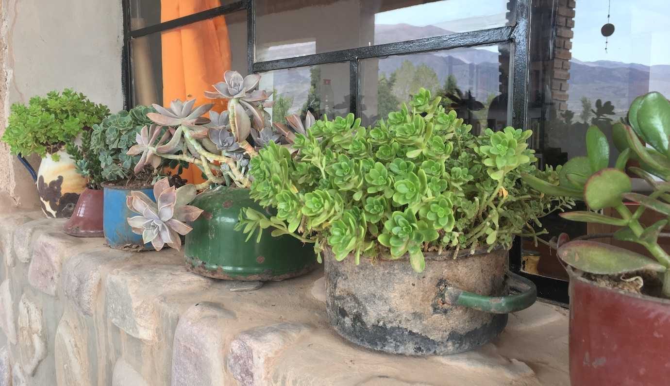 plants in juice shop uquia quebrada de las señoritas