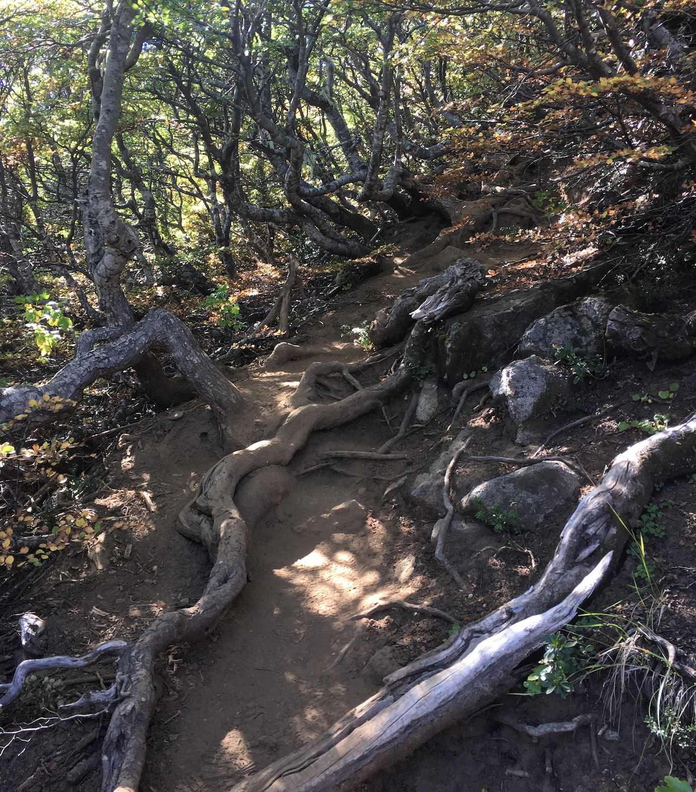 san sebastian hike trail pucon