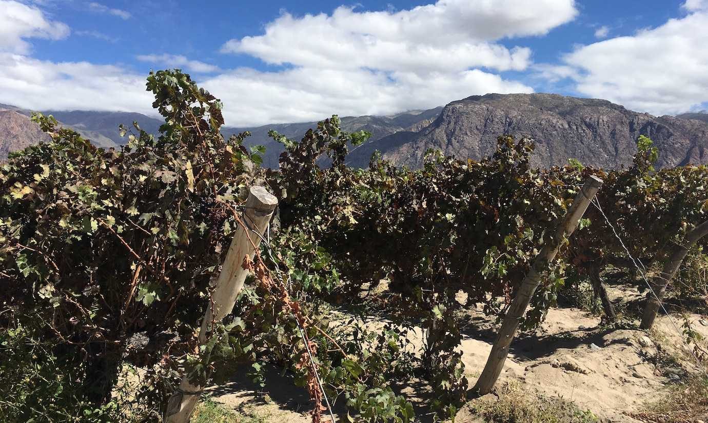 vineyards Cafayate