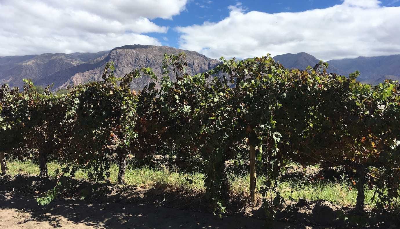 vineyards Cafayate