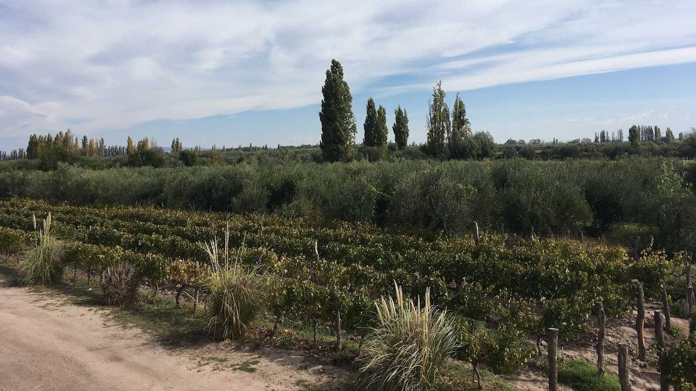 mevi vineyard maipu mendoza