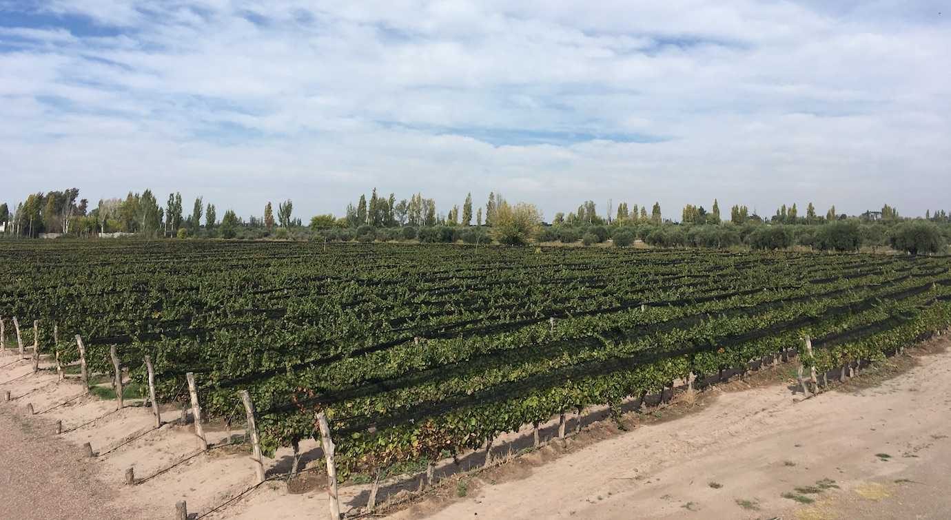 mevi vineyard maipu mendoza