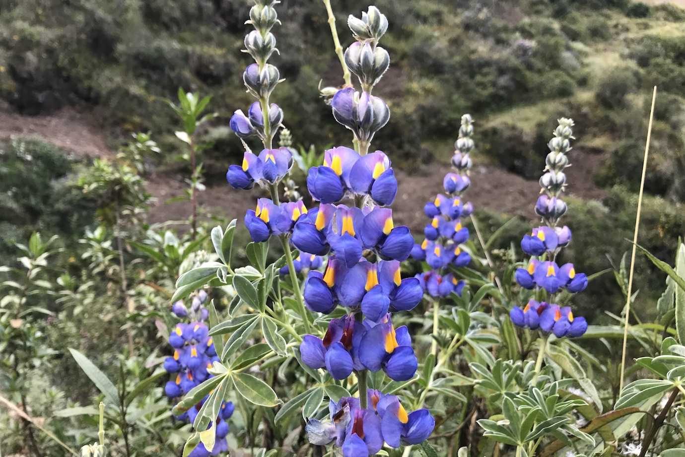 huayhuash purple flowers