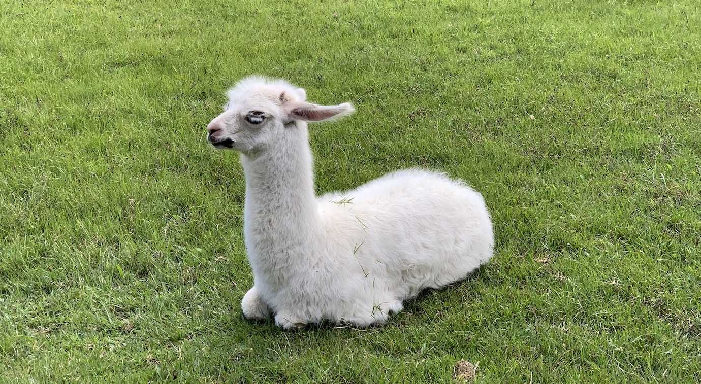 llama machu picchu