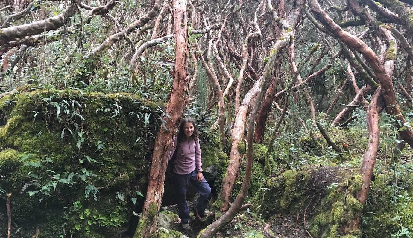 me forest cajas national park cuenca