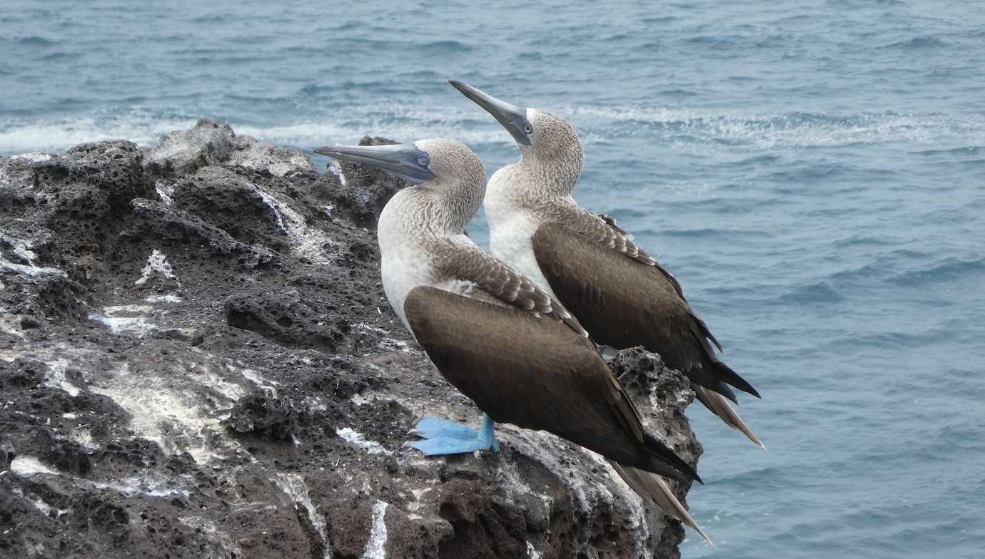 blue footed boobies san cristobal