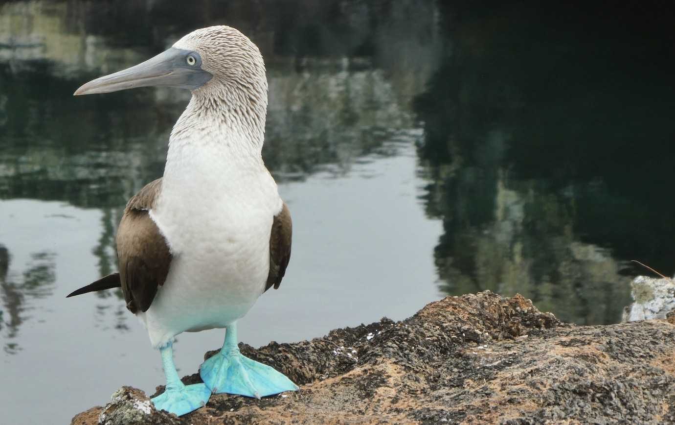 blue footed booby los tuneles isabela