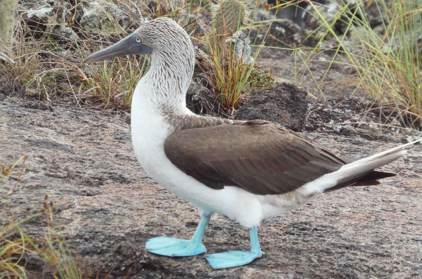 blue footed booby los tuneles isabela