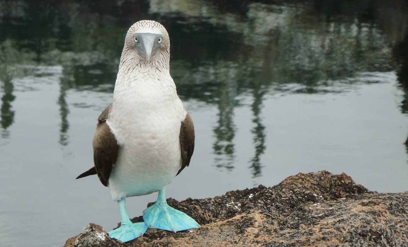 blue footed booby los tuneles isabela