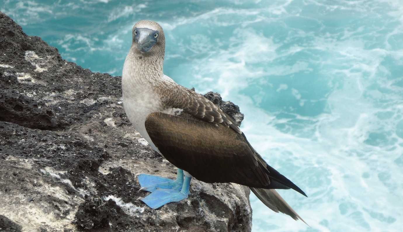 blue footed booby las negritas san cristobal