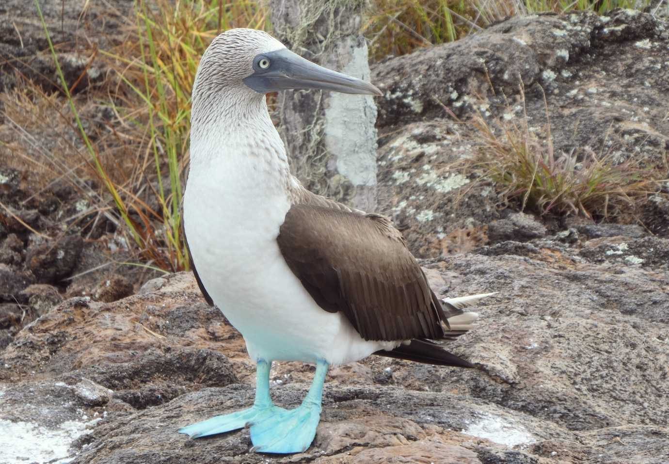 blue footed booby los tuneles isabela