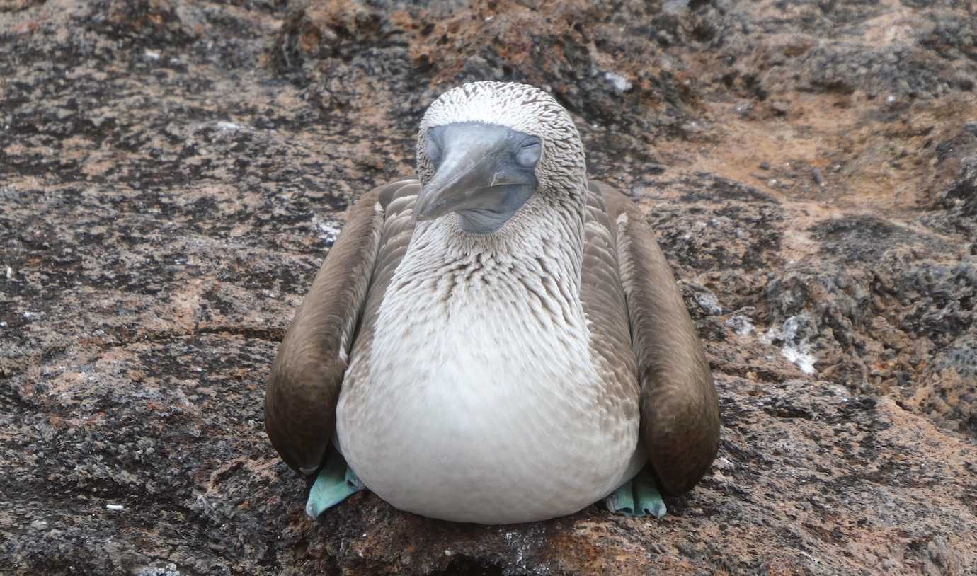 blue footed booby sat down los tuneles isabela