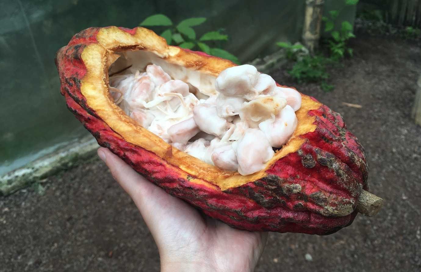 cacao fruit mindo