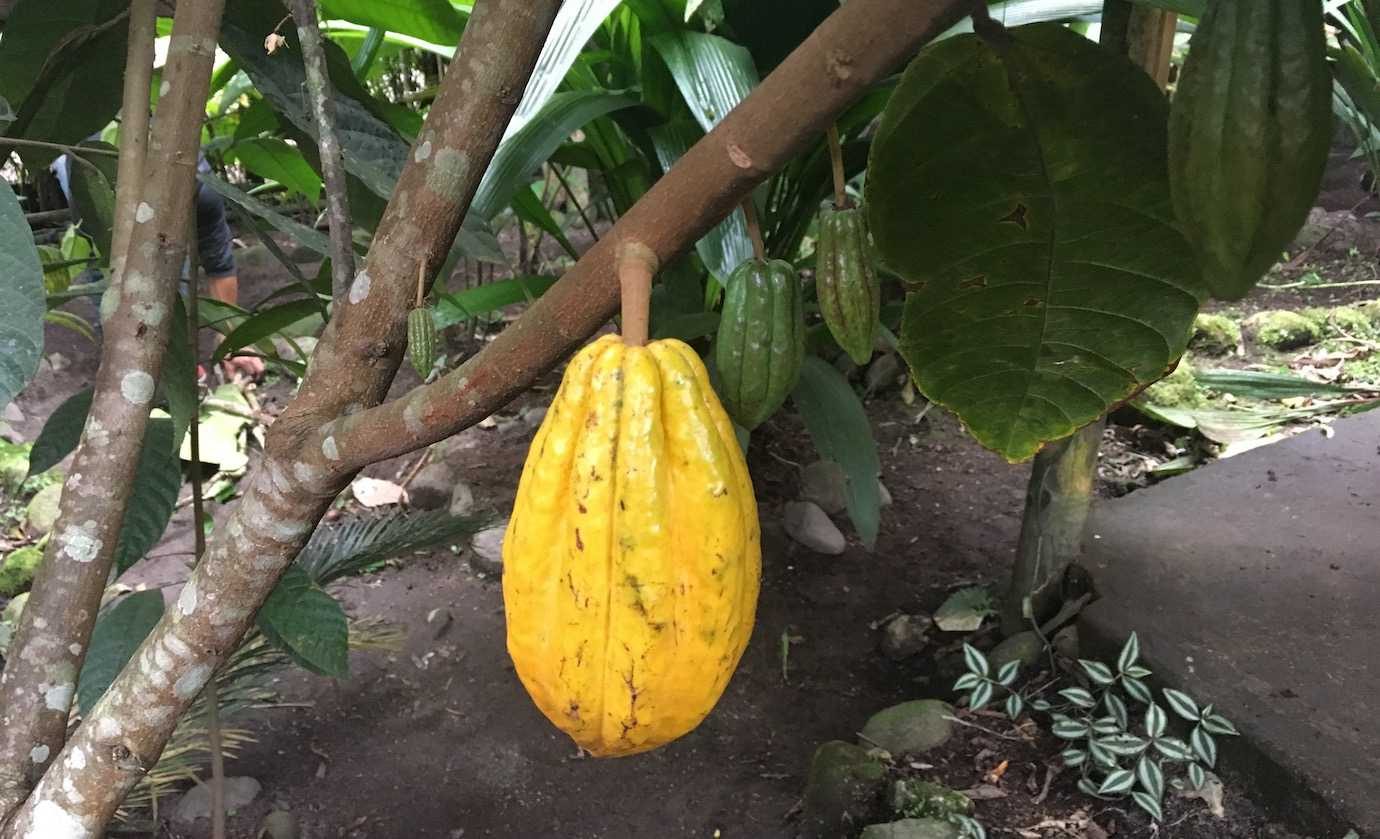 cacao fruit on tree mindo