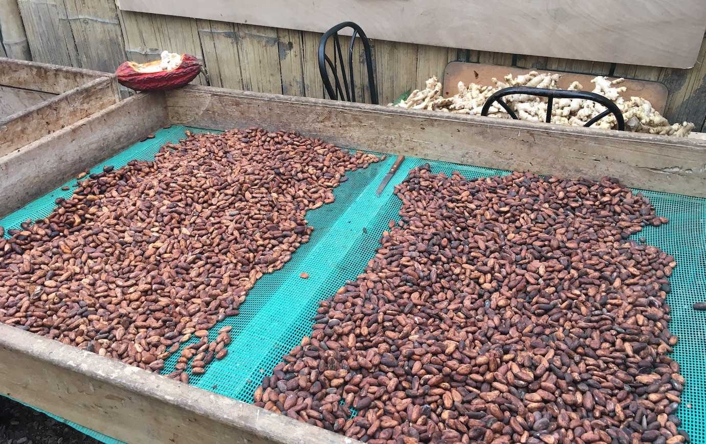 chocolate making cacao beans mindo