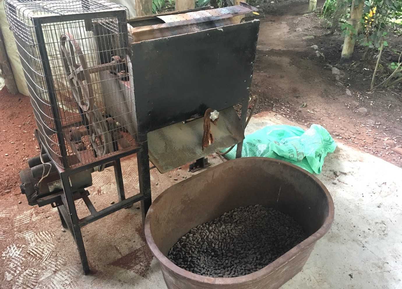 chocolate making process cacao beans mindo