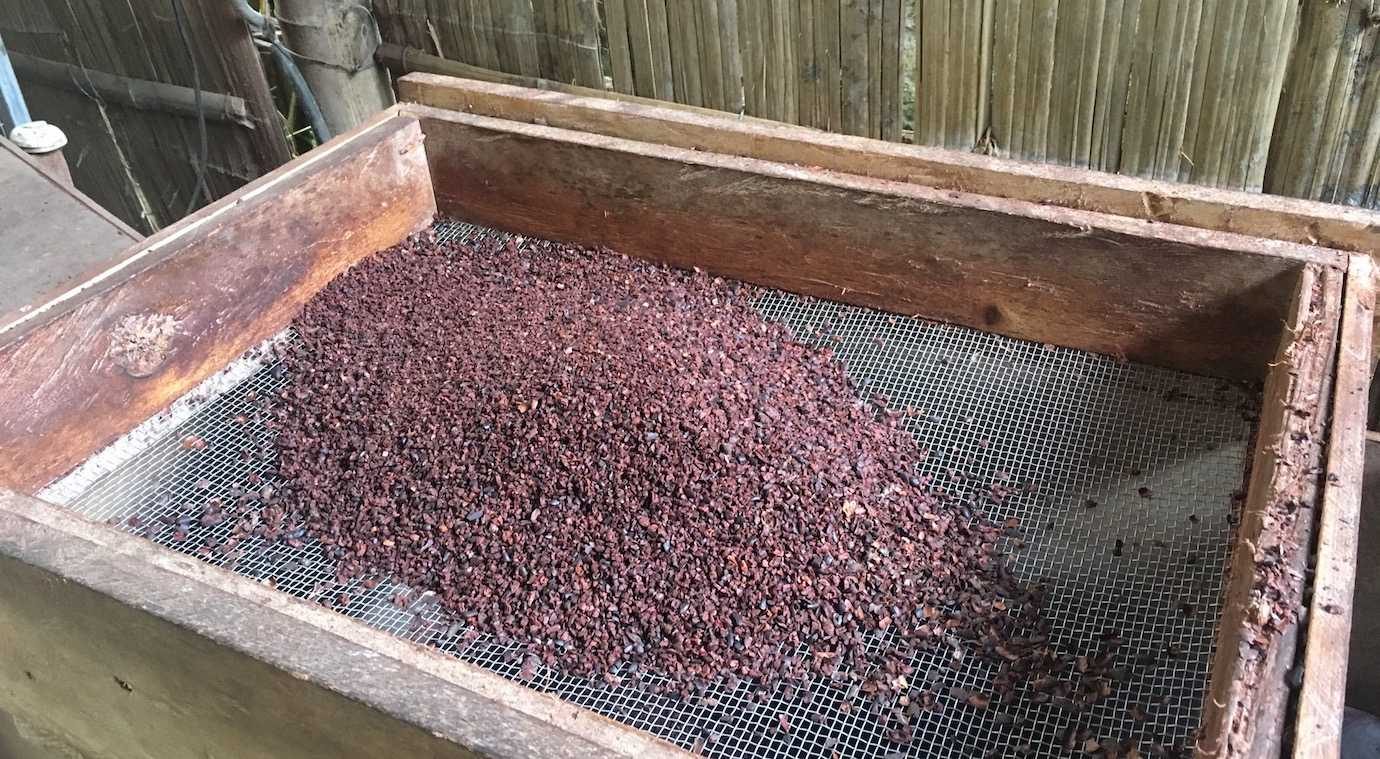 chocolate making process cacao beans mindo