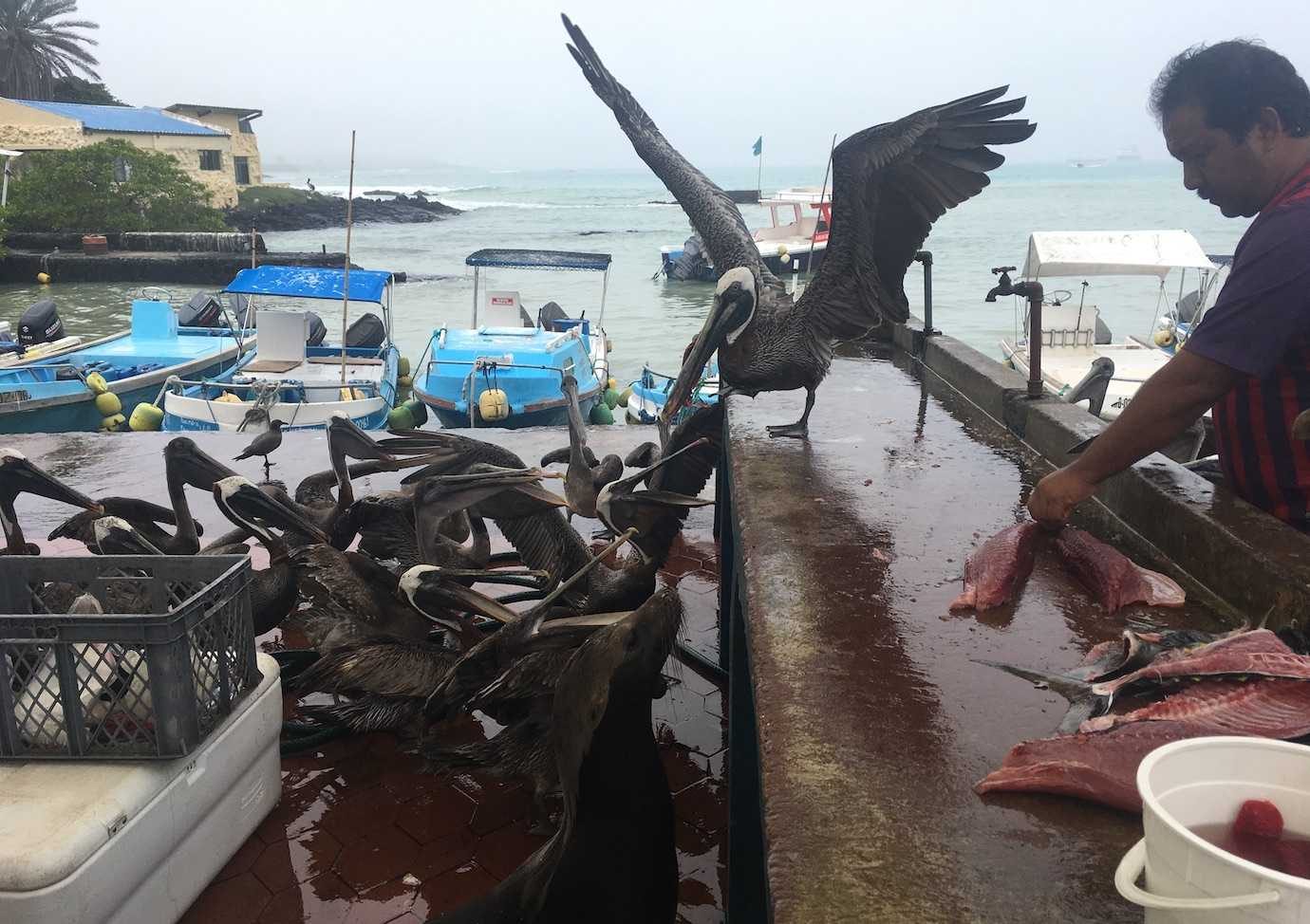 fish market pelicans sealion santa cruz